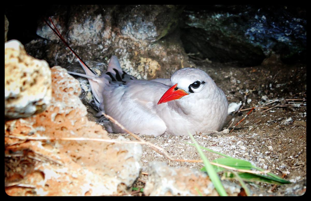 Red-Tailed Tropic Bird, Easter Island 