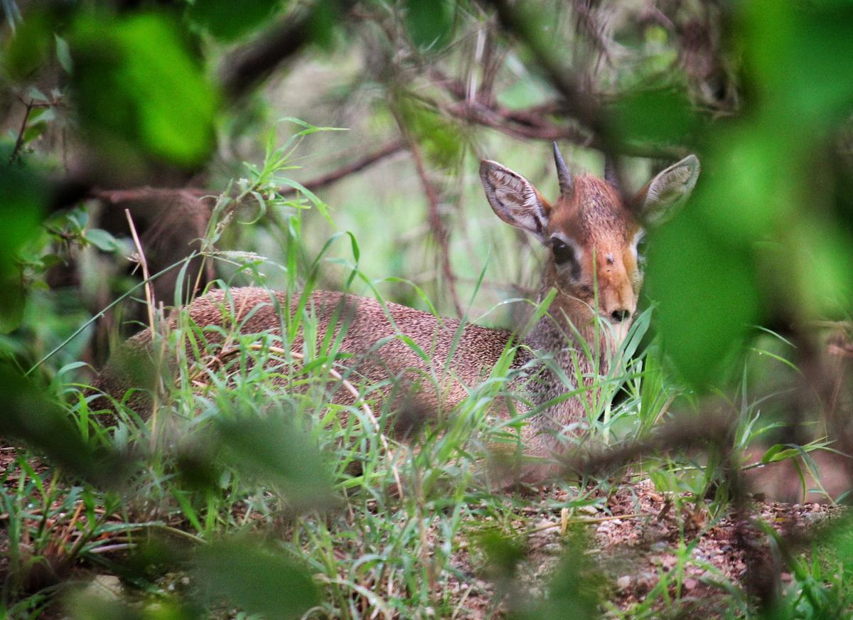 Tanzanian Dik-dik