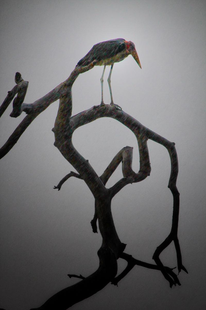 Tanzanian Maribou Stork