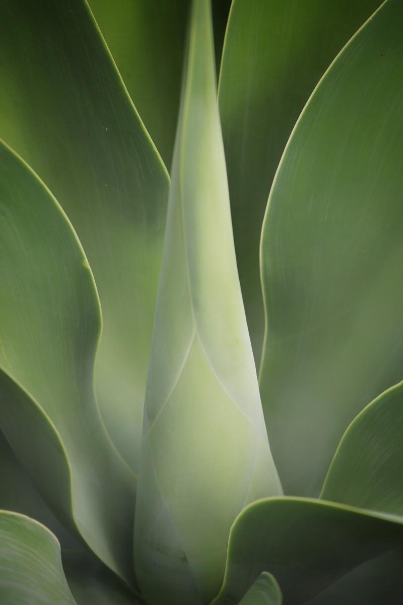 Yucca