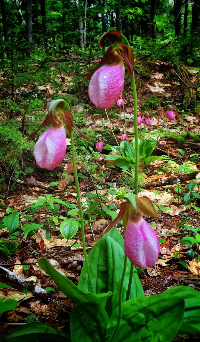 Pink Lady's Slippers, Bottom Bay, Maine