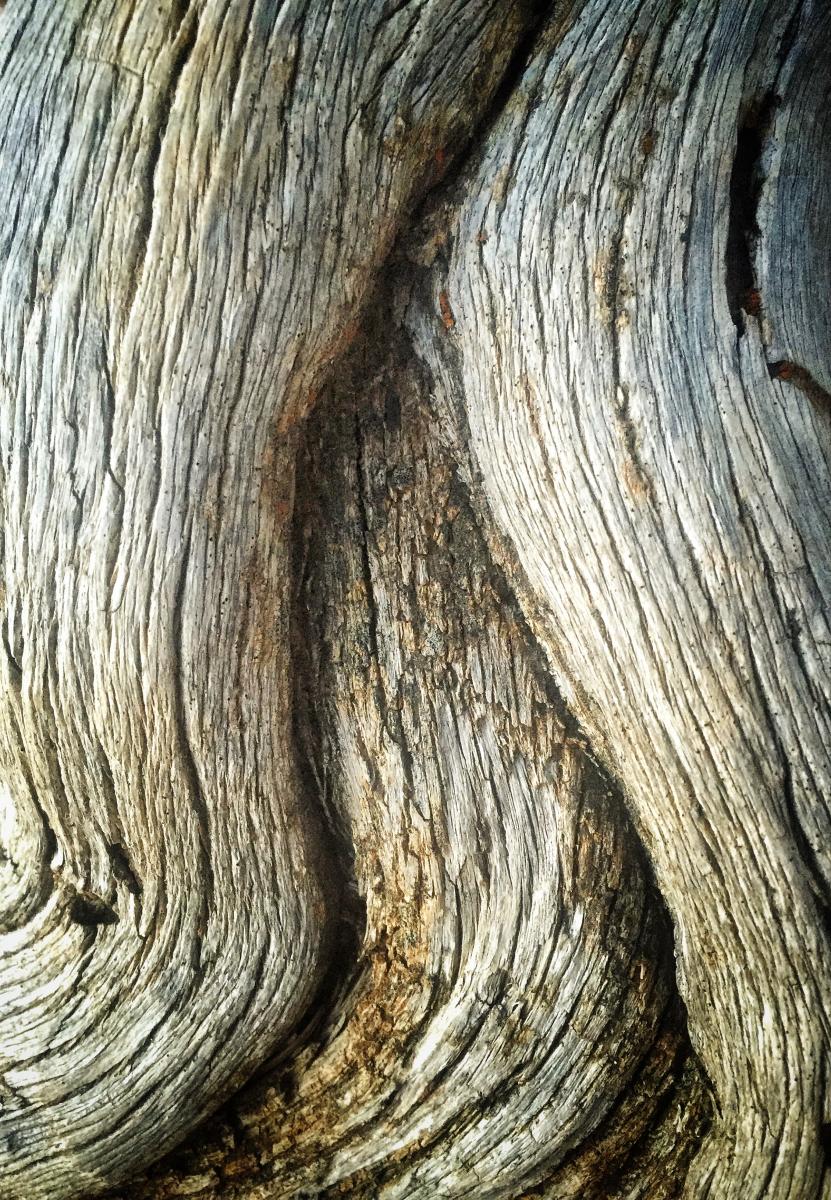 Tree Study, Bryce Canyon National Park, Utah