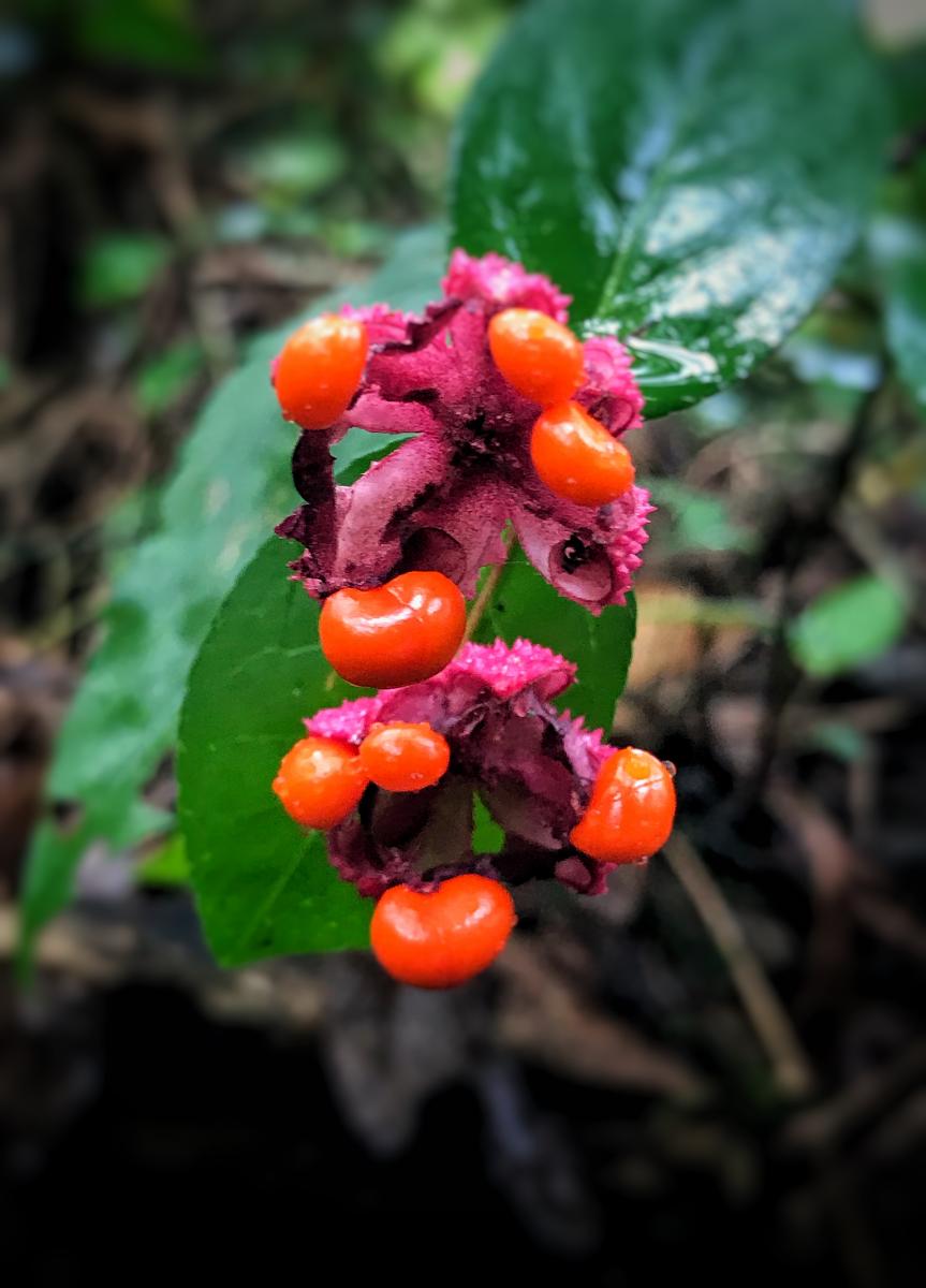 Heart's A-Bustin', Great Smokey Mountains, Tennessee