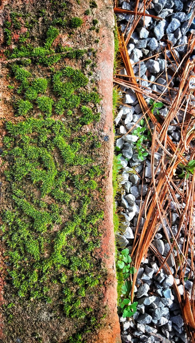 Ground Study, Lookout Mountain, Georgia