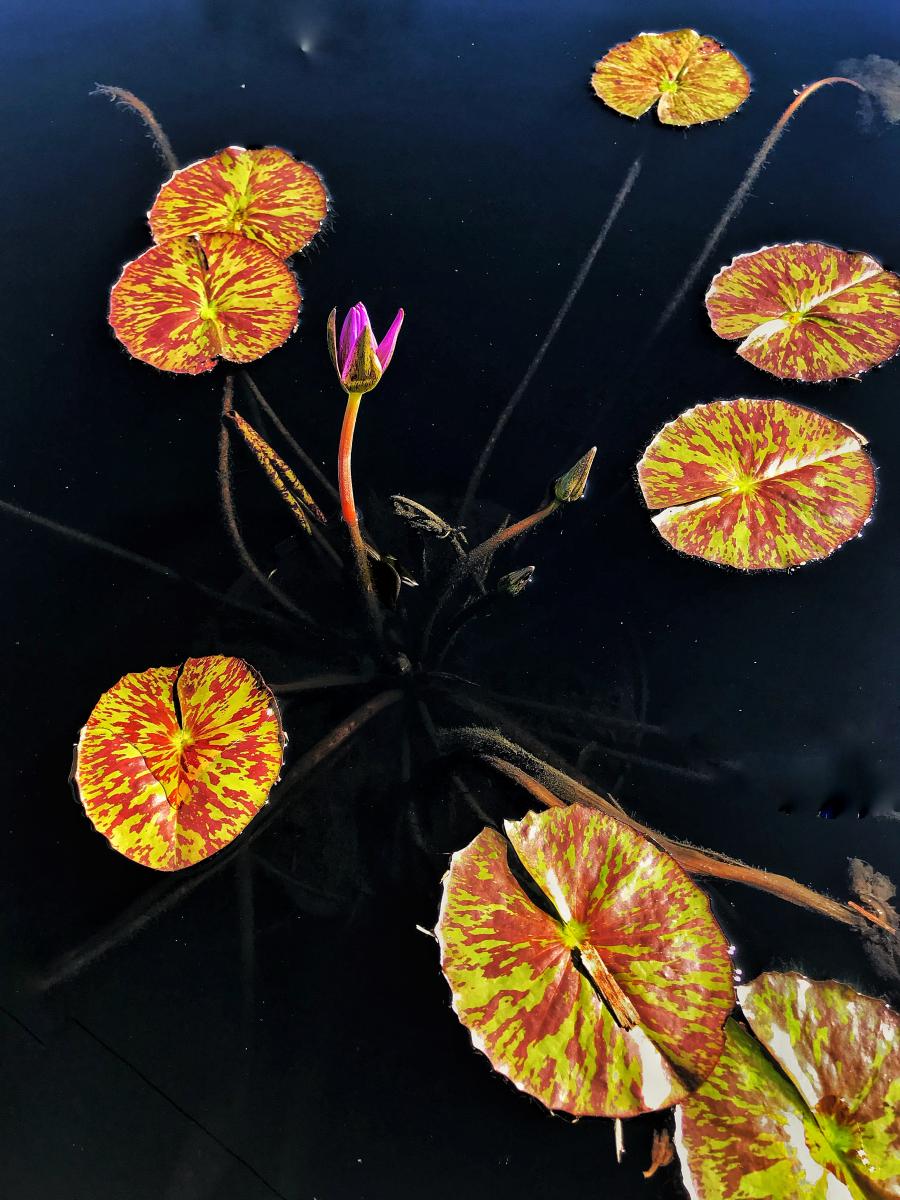 Water Lillies, Naples, Florida