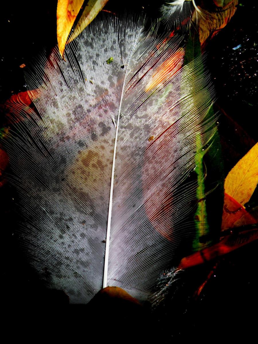 Feather, Chattanooga, Tennessee