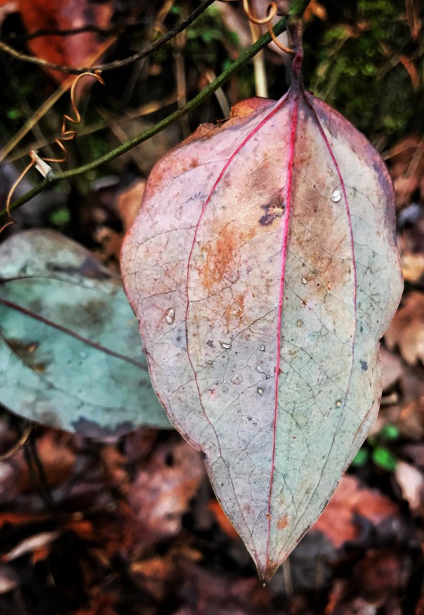 Green Briar Leaf, Lookout Mountain, Georgia